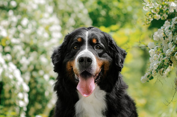 bernese mountain dog beautiful spring park green background flowers cute portrait