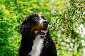 bernese mountain dog beautiful spring park green background flowers cute portrait