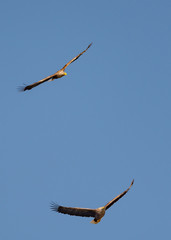 white tail eagle in flight on deltadunarii
