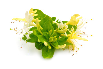 Lonicera japonica, known as Japanese honeysuckle and golden-and-silver honeysuckle. Isolated on...