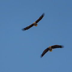Withetaileagle in flight on deltadunarii
