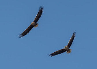 Withetail eagles in flight on deltadunarii
