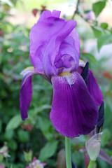 The iris flower. Beautiful purple flower in bloom on a crisp spring morning