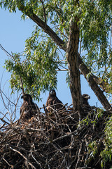 White Tail Eagle nest in DeltaDunarii 