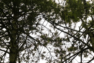 Vacation concept. Leaves and branches of trees against the sky. Trees photographed from below.