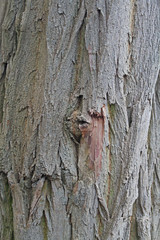 Baumrinde