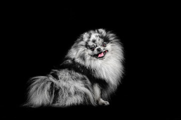 Obraz na płótnie Canvas marble spitz fluffy doggie portrait in a photo studio on a black background