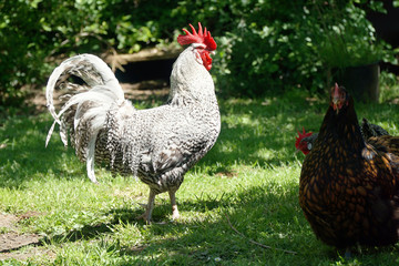 Rooster and chickens in free range in the garden on his sunny summer day