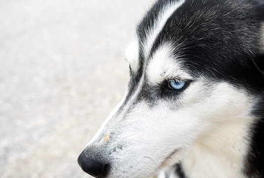 dog husky, close up portrait photo