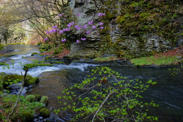山奥の春の渓流