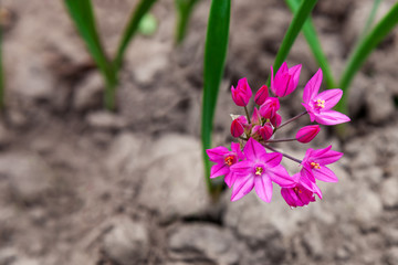 Allium oreophilum, blooming herb in the garden