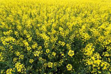 Scenic rural landscape with blooming rapeseed field