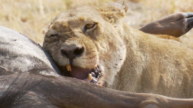 Close-up of a lioness showing her teeth as she gnaws on a fresh wildebeest kill in the wild of Africa