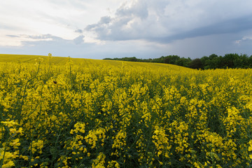 Scenic rural landscape with blooming rapeseed field