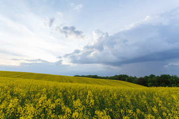 Scenic rural landscape with blooming rapeseed field