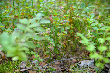 Fototapeta premium Blueberry plants with green leaves on the ground