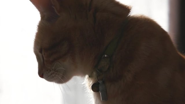 chat 5