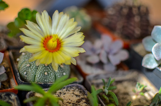 Astrophytum asterias cactus with yellow flower