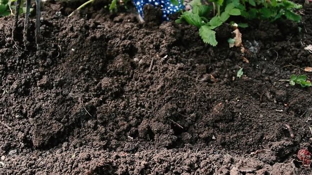 Weeding soil in the garden. Garden works, weeding of the ground by rakes from weeds