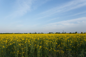 Rapeseed field near the power line at sunset