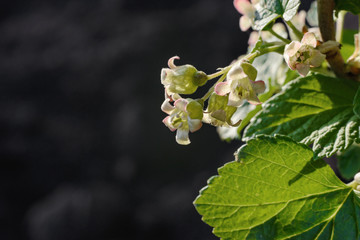 Blooming currant. Currant bush with green leaves and small tender flowers. Flowering bush of currant with green leaves in the garden.