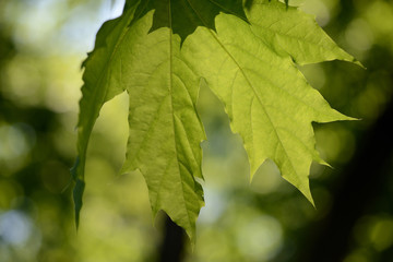Green maple leaves close up lit by the sun. Natural background