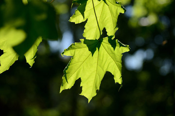 Green maple leaves close up lit by the sun. Natural background