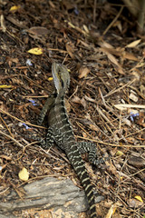 Echse in Australien