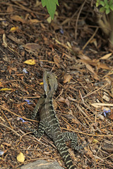 Echse in Australien