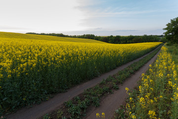 Rural road near the blooming rapeseed field