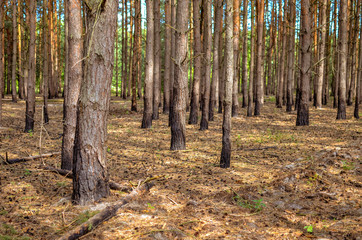 Pine forest with trees trunks at summer