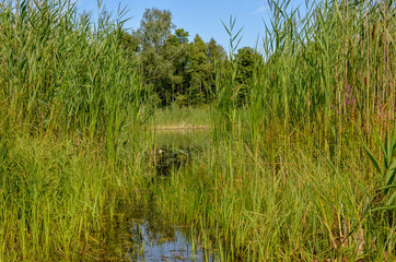 Reeds at the pond with blue sky