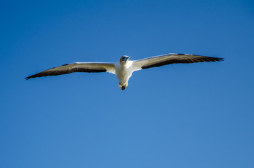 Fying Gannet bird from Gannet Colony at Cape Kidnappers in Hawkes Bay near Hastings on North Island, New Zealand
