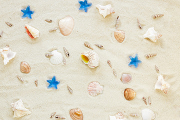 Different sea shells scattered on sand