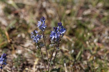 Plants of prostrate speedwell, Veronica prostrata