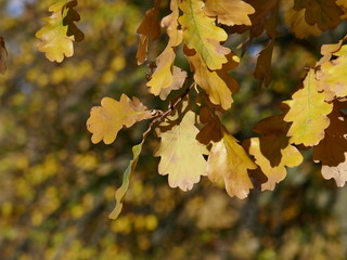 oak leaves