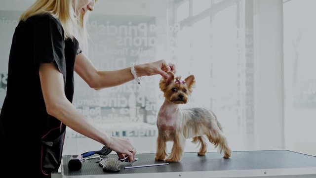 Yorkshire terrier at a dog grooming salon