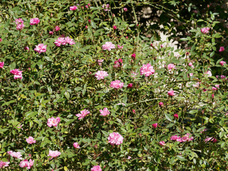 Petites fleurs roses pâle 'Pompon de Paris'. Rosier grimpant.