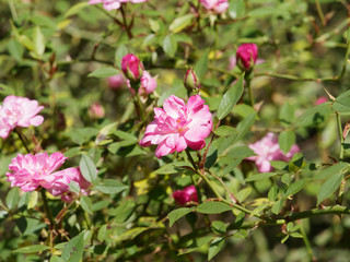 Petites fleurs roses pâle 'Pompon de Paris'. Rosier grimpant.