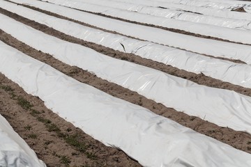 Asparagus field covered with  white sheets.