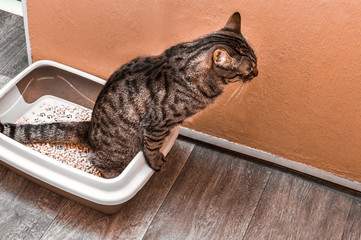 Cat pees in a pot with a wooden filling for cats. Concept toilet cat in the apartment.