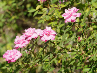 Rosier grimpant, pompon de Paris, petites fleurs doubles rose pâles et feuillage gris-vert