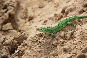 Naklejka na ściany i meble Green lizard on the sand close-up. (Lacerta agilis)