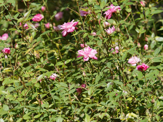 Rosier grimpant, pompon de Paris, petites fleurs doubles rose pâles et feuillage gris-vert