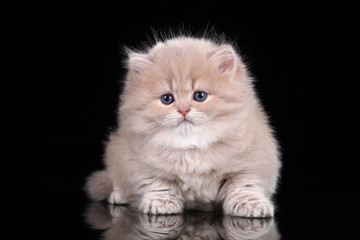 Little fluffy kitten on a black background