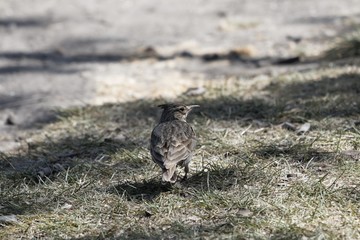 Crested lark (Galerida cristata)