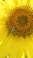 Obraz premium close up of sunflower