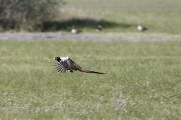 Flying  common pheasant (Phasianus colchicus)