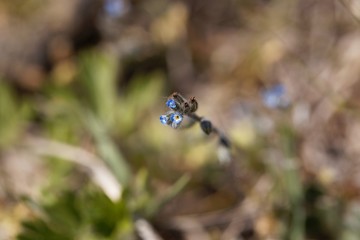 Flower of an early forget-me-not, Myosotis ramosissima