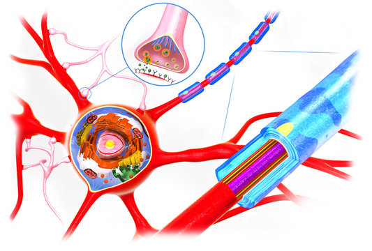 Cross section of a neuron, function and cell-building - 3d illustration